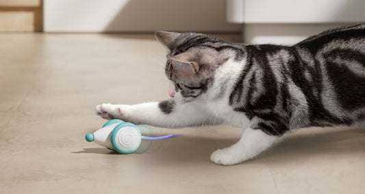 Fikki | Smart Toy -
