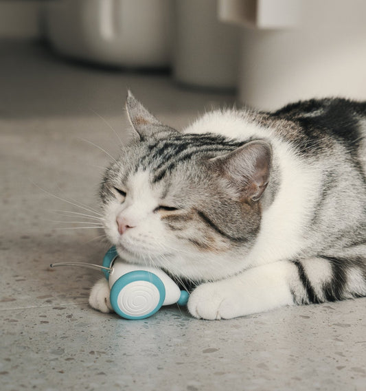 The Independent Cat Set -