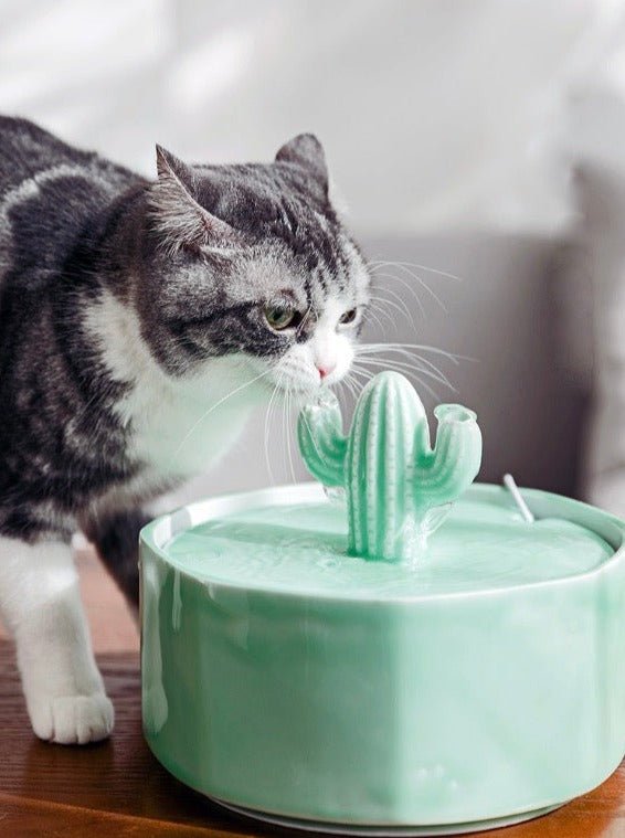 Water Fountains - Maison Miauw 