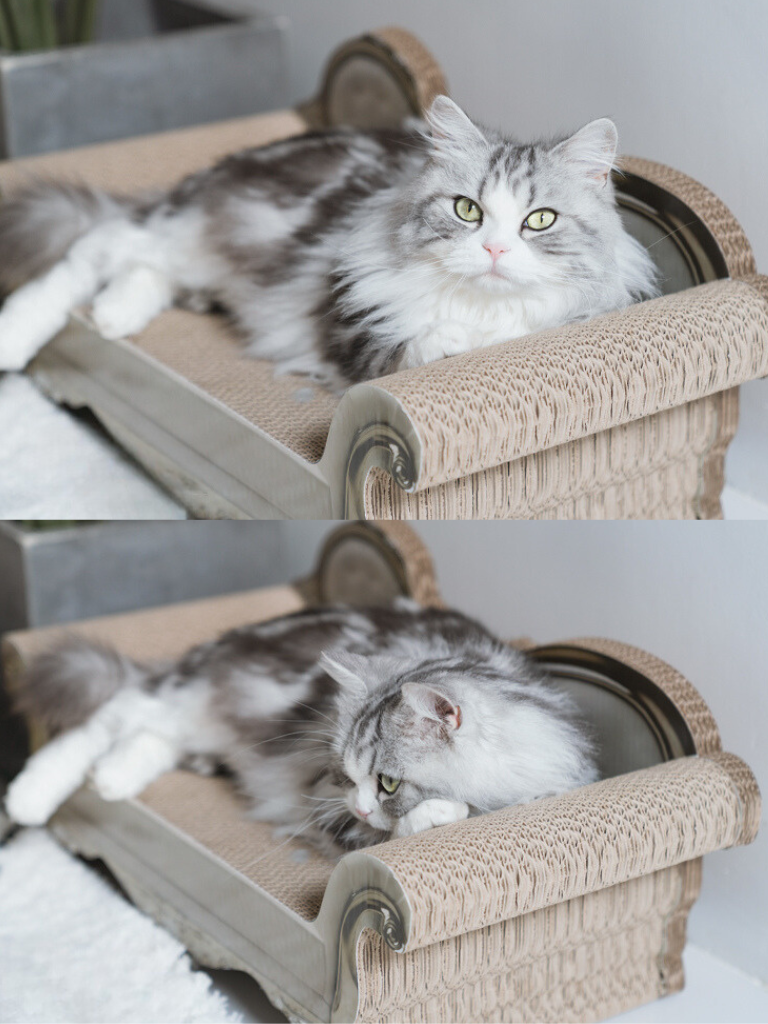 Sofa [King & Queen] – Luxury Comfort &amp; Play for Your Cat