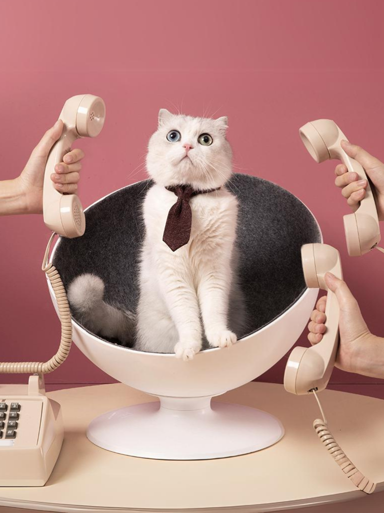 Celebrity style rotating cat bed