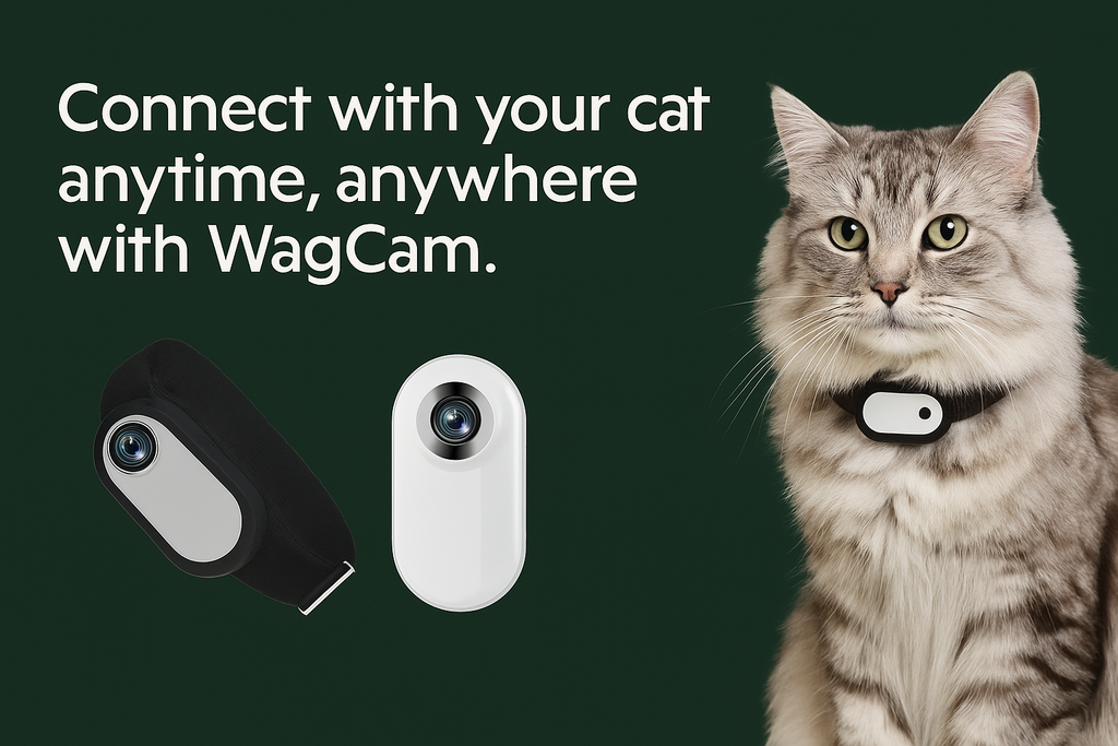 Aicee | WagCam