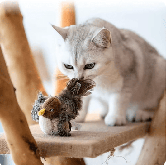 Chasy | Cat Toy - 