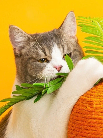 Carrot Nail Sharpener – Fun Design for Happy Cats